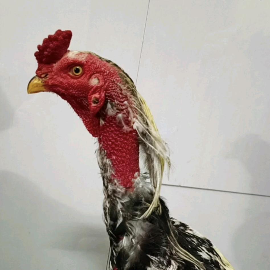 天地龙鳞