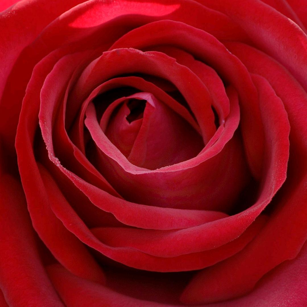 小涵涵 ❤️三生三世十里桃花朵朵开❤️❤