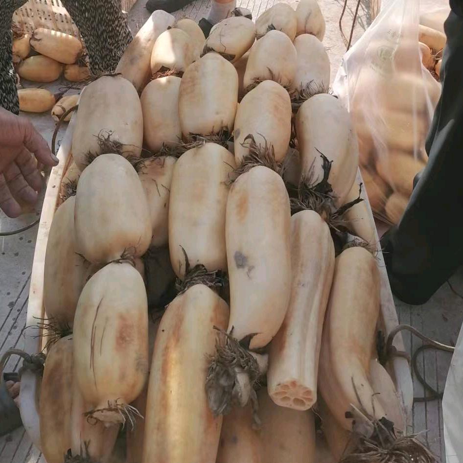 藕农三姐妹