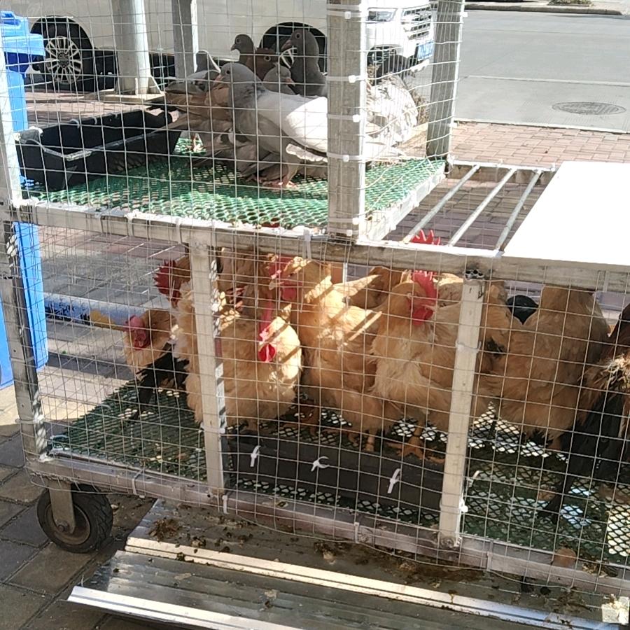 罗记隆江猪脚饭清水爽鸡煲