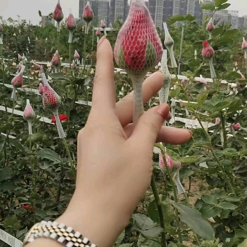 ꧁ღ顺其自然꧂