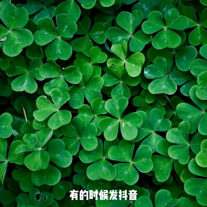 江龙