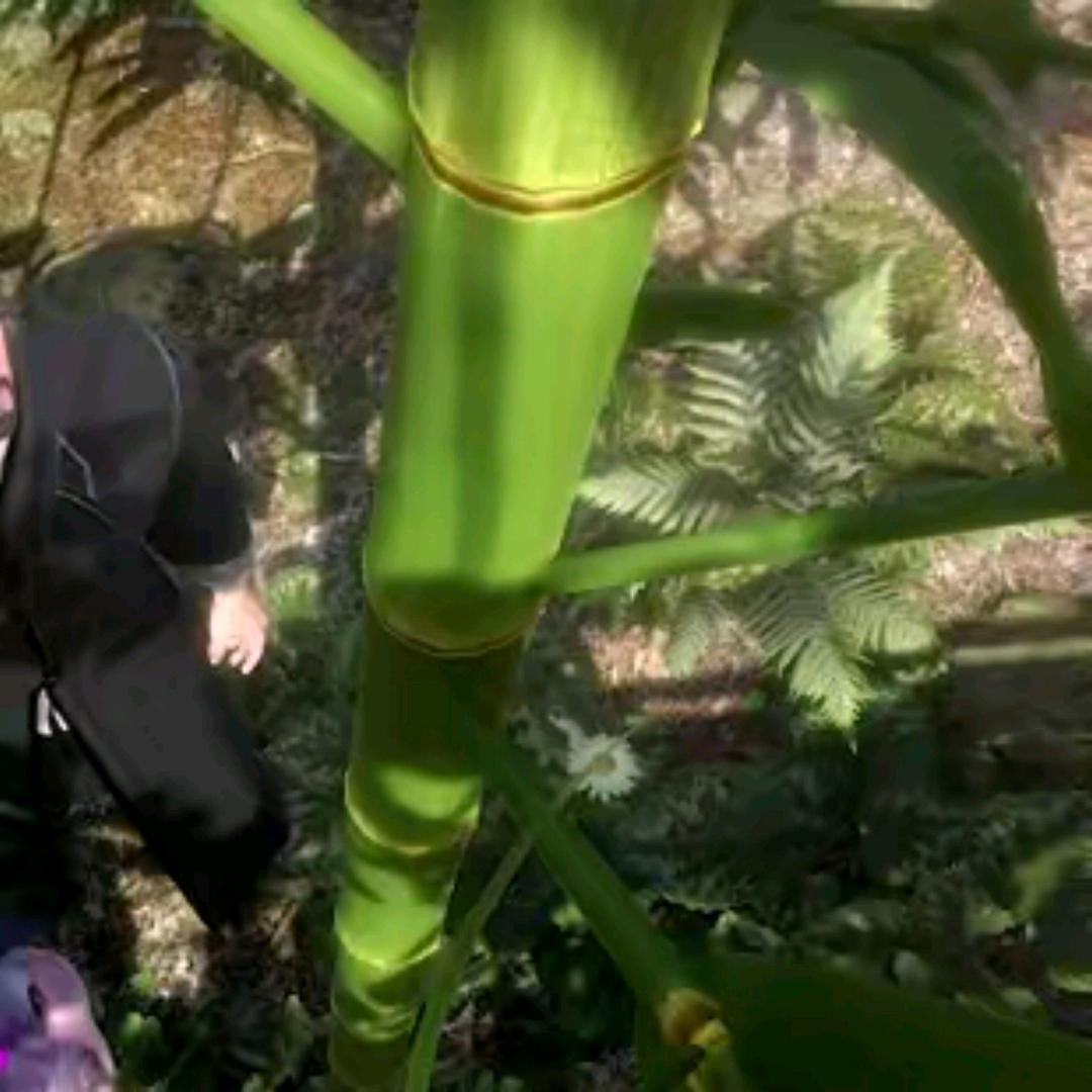 十年孤竹（坚韧）