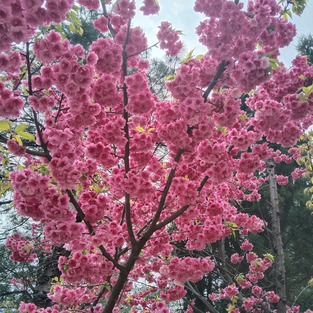 找一个爱我的人🌹爱我的人才配我珍惜🌹