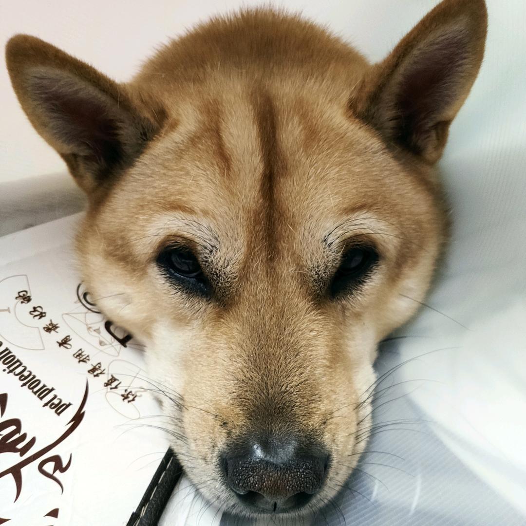 马琳🐶