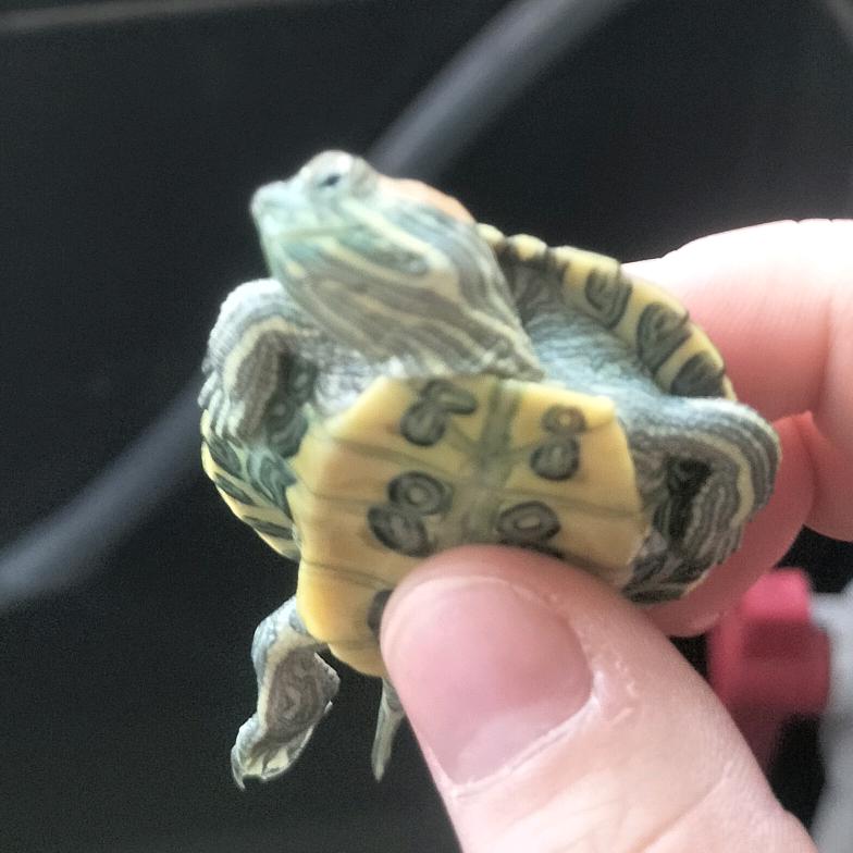 🐢