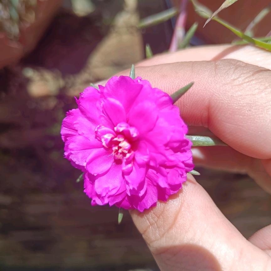 🌸🌸🌸192喜欢🌸