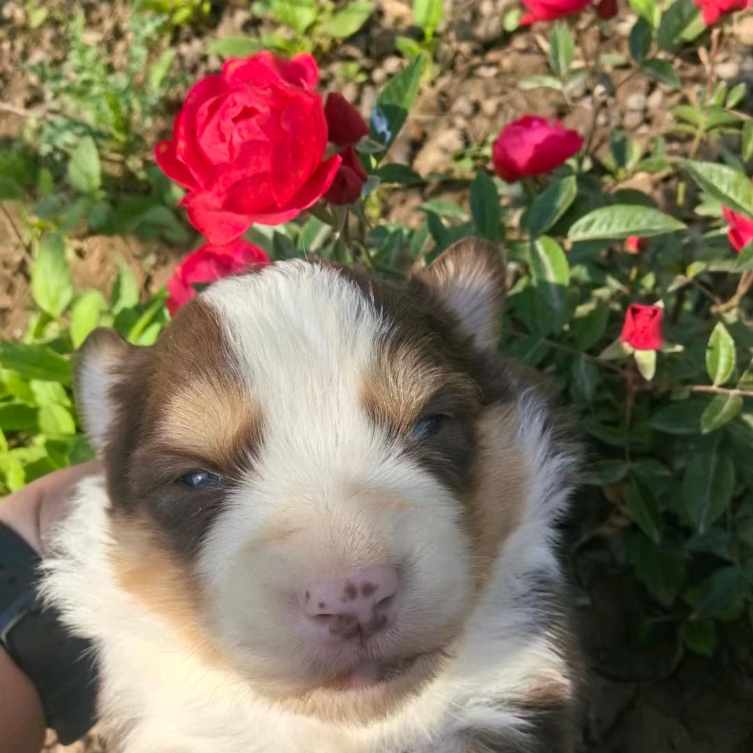 缘分天使犬舍直播号