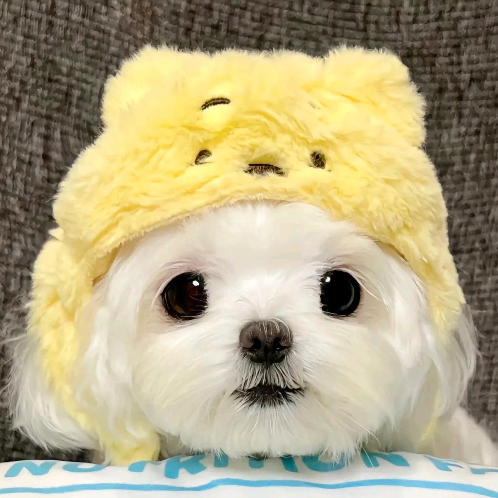 拾壹