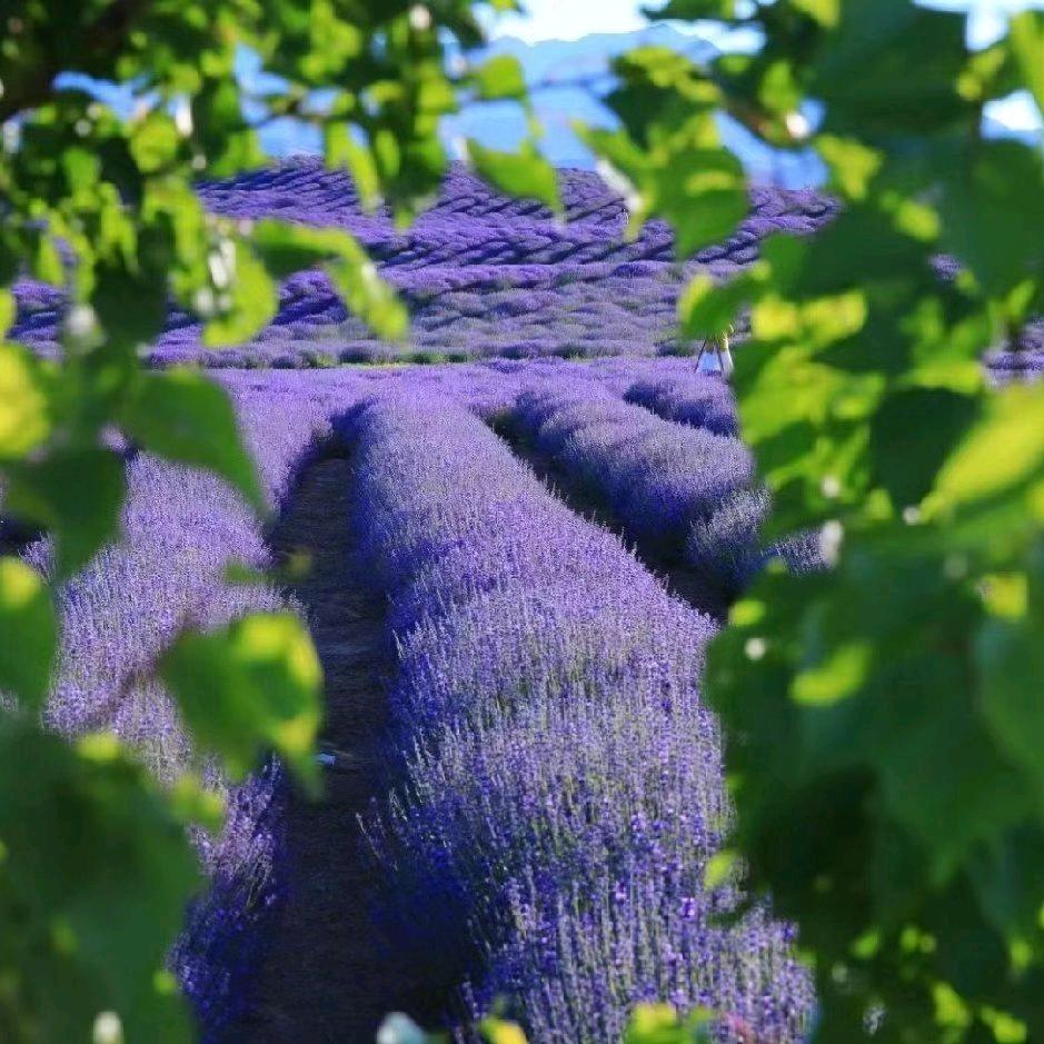 海石花