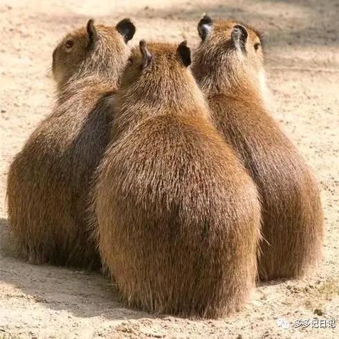 重庆水豚王国（动物园）