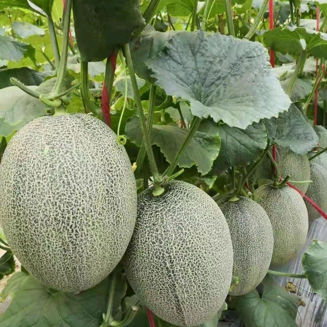 新疆丝路水果甄选