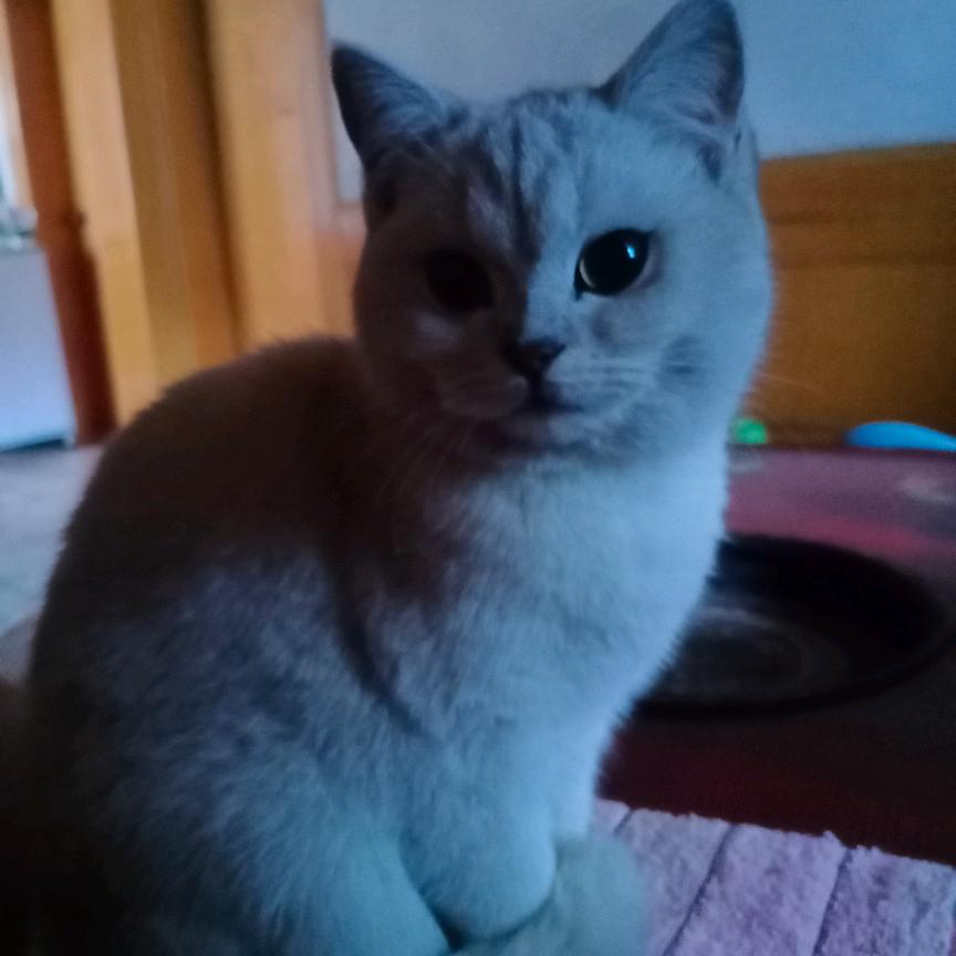 群龙