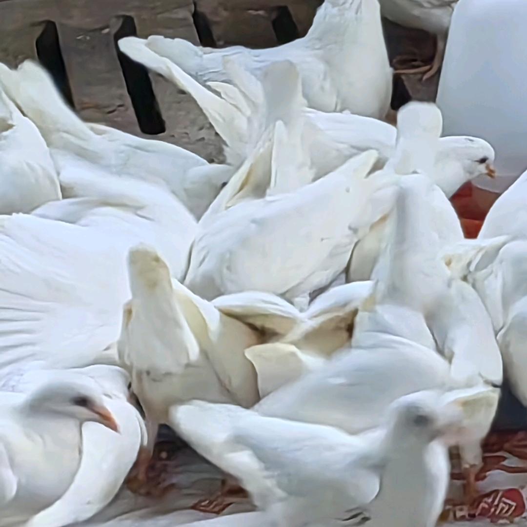 伊鑫肉鸽养殖场