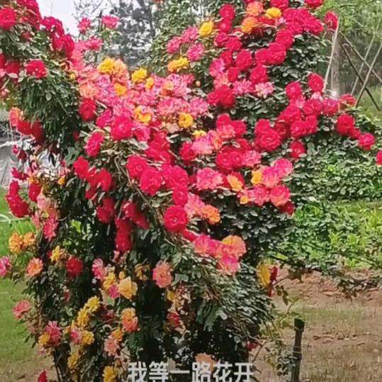 难得糊涂