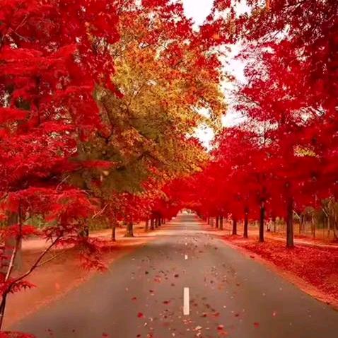 ❤若向阳好运自来