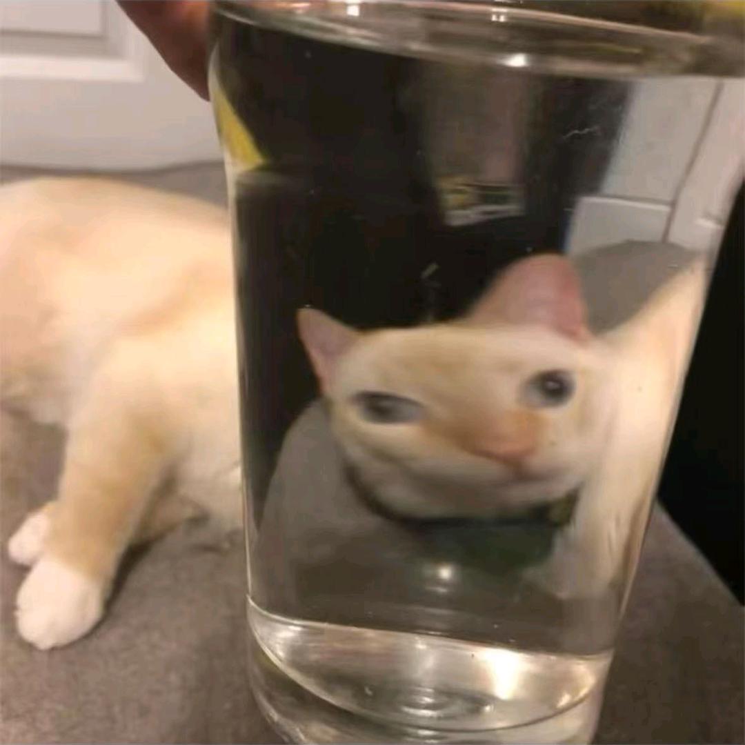 小鱼干诈骗犯