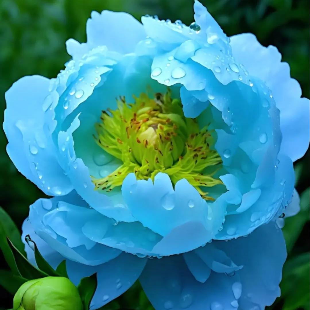 ⁵²⁶¹💝褚（Chu）💝🧊