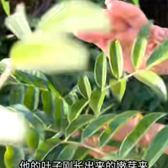 明天会更好