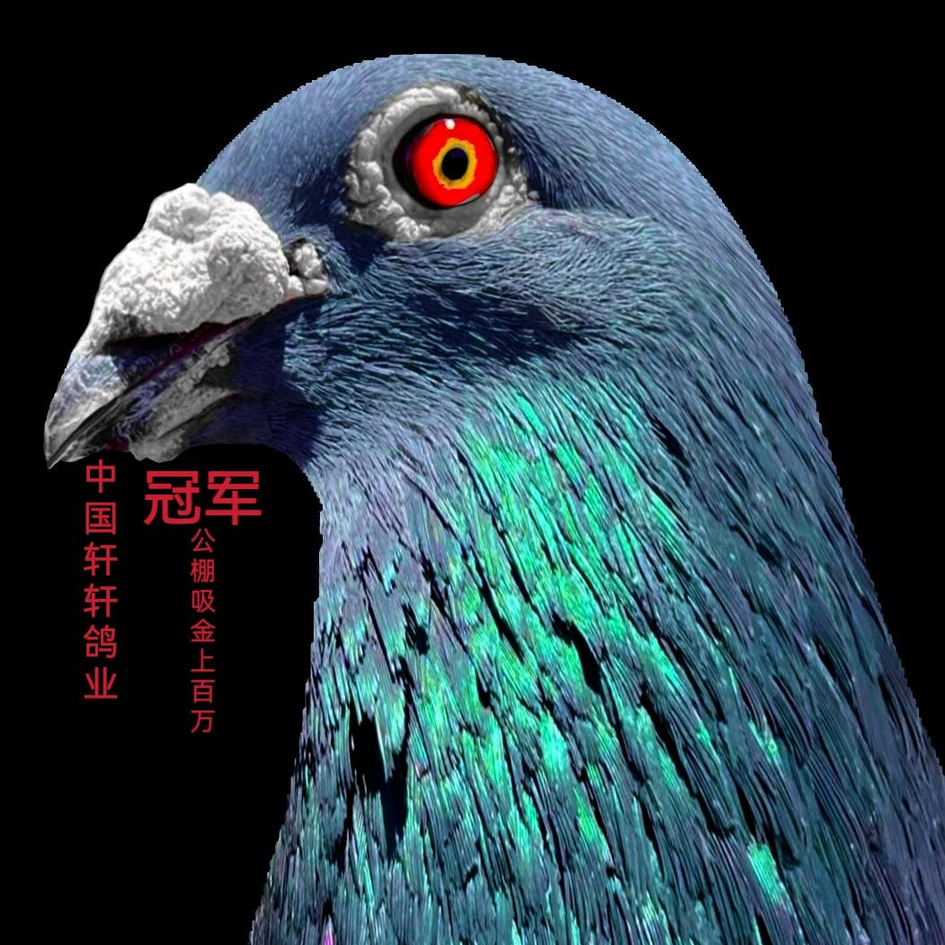 中国轩轩鸽业