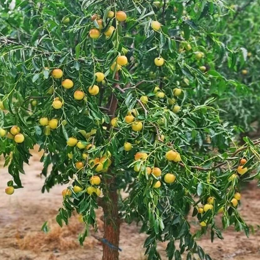 果苗种植