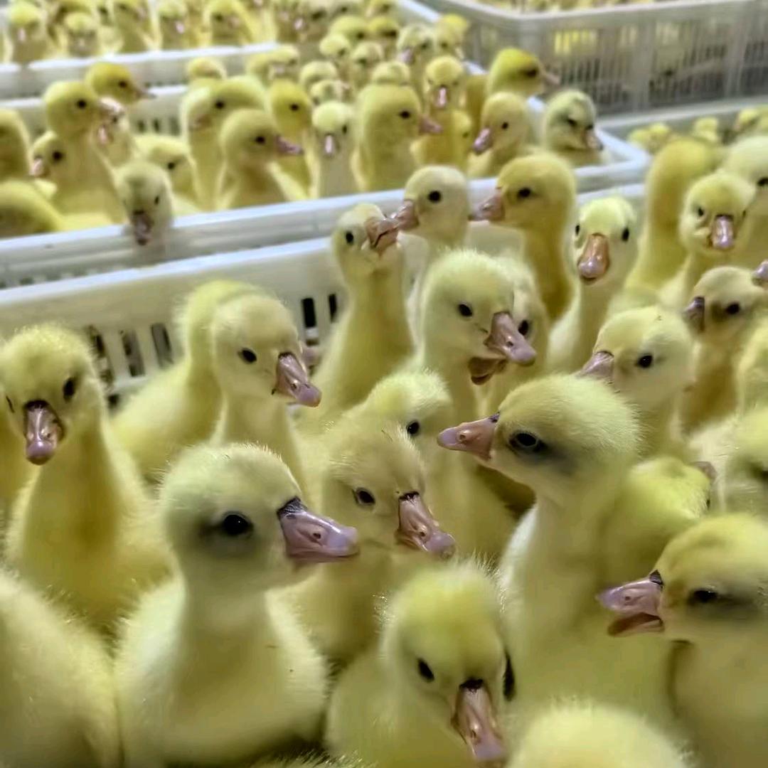 晨阳鹅业🦢🦢🦢