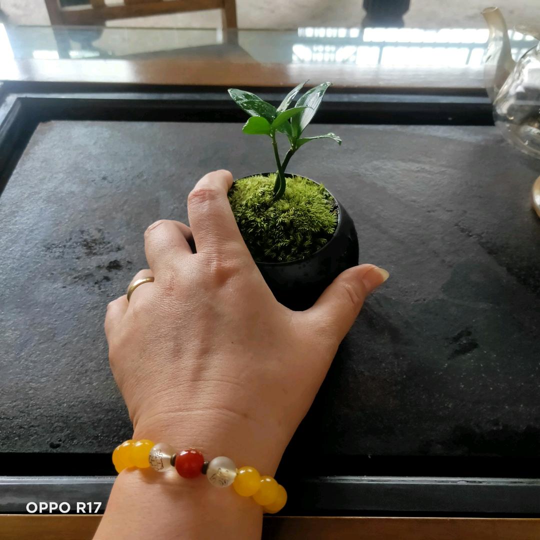 优雅（韋家的呵姐）