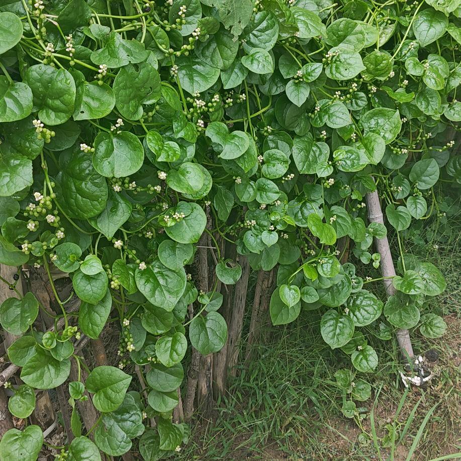 香蕉🍌不是水果