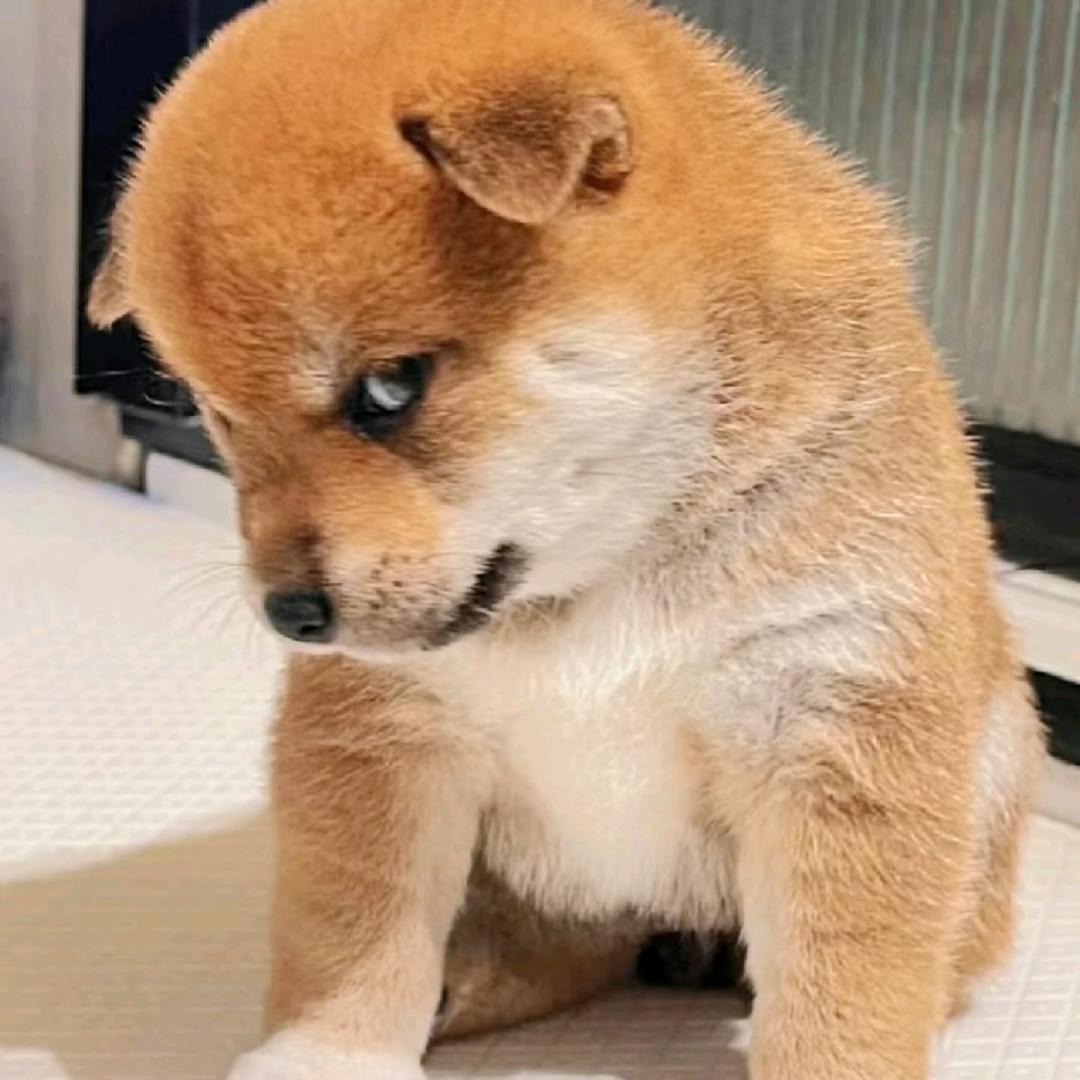 浮生若梦，再来沧海已成尘