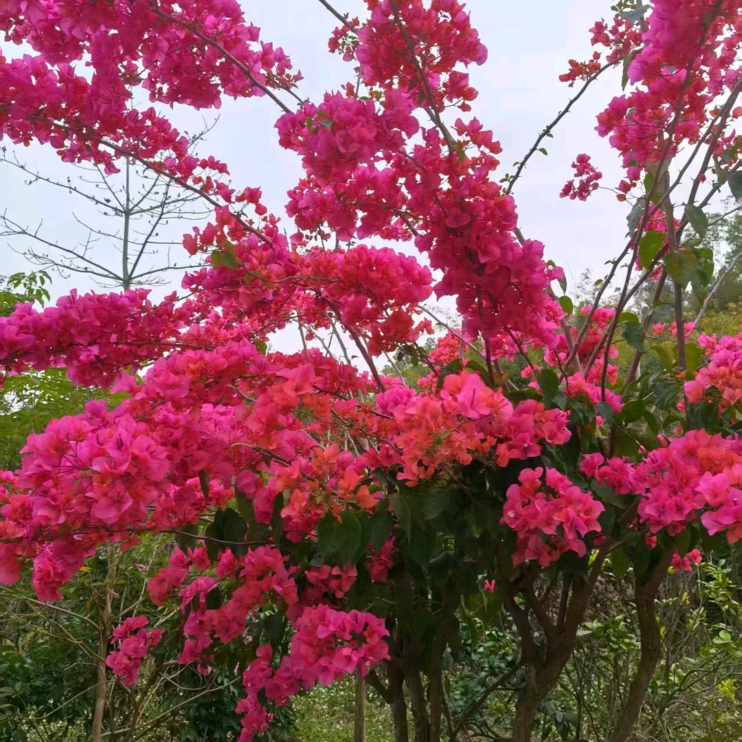 乡下妹《拒绝私聊》