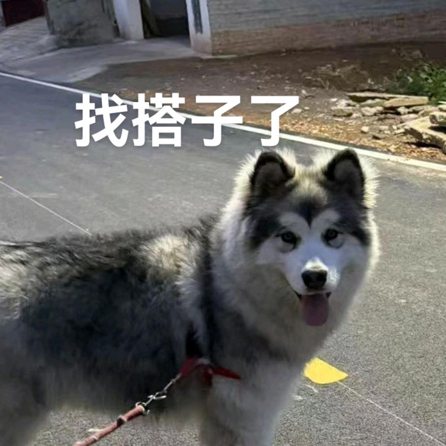 阿拉斯加灰桃公子➕🐻