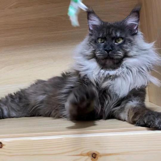 啊松缅因猫