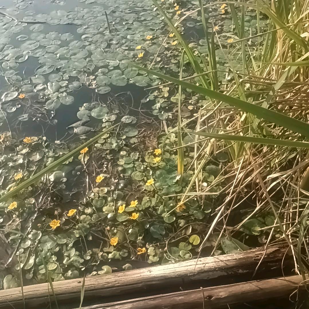 心向往之