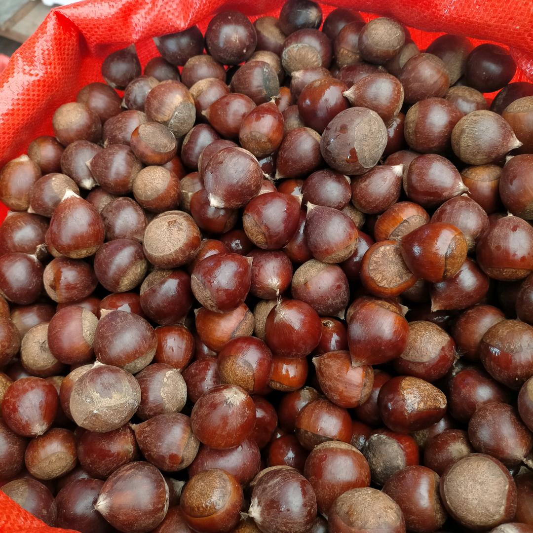 仙人板板的你又来了
