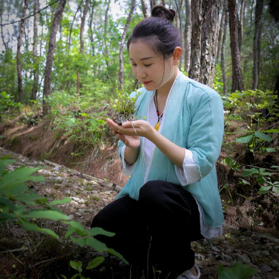 霍山石斛—小七