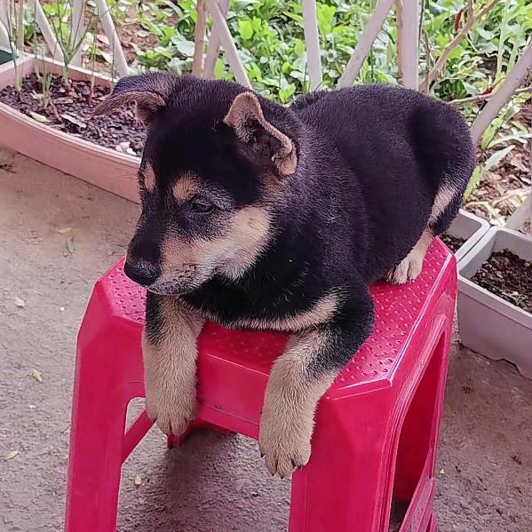 田园五黑土松广西老杨