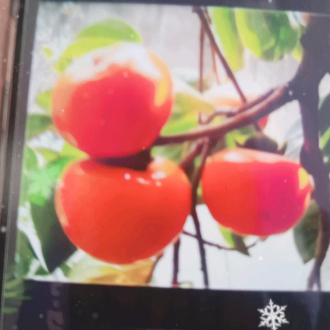 善龙