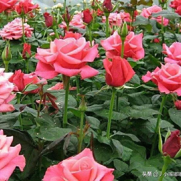 杨羊羊♥️天天快乐🌹一身平安🍎🍒