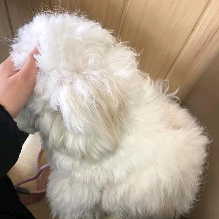 发财是比熊