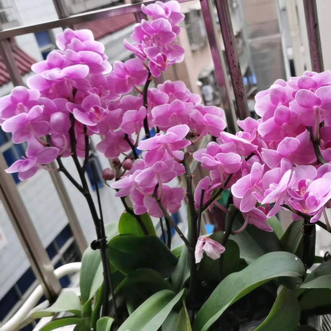 梦里花落知多少！