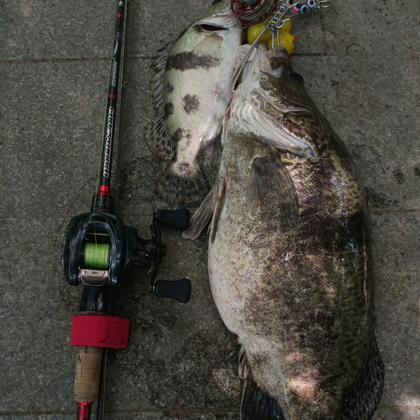 鳜鱼杀手🎣