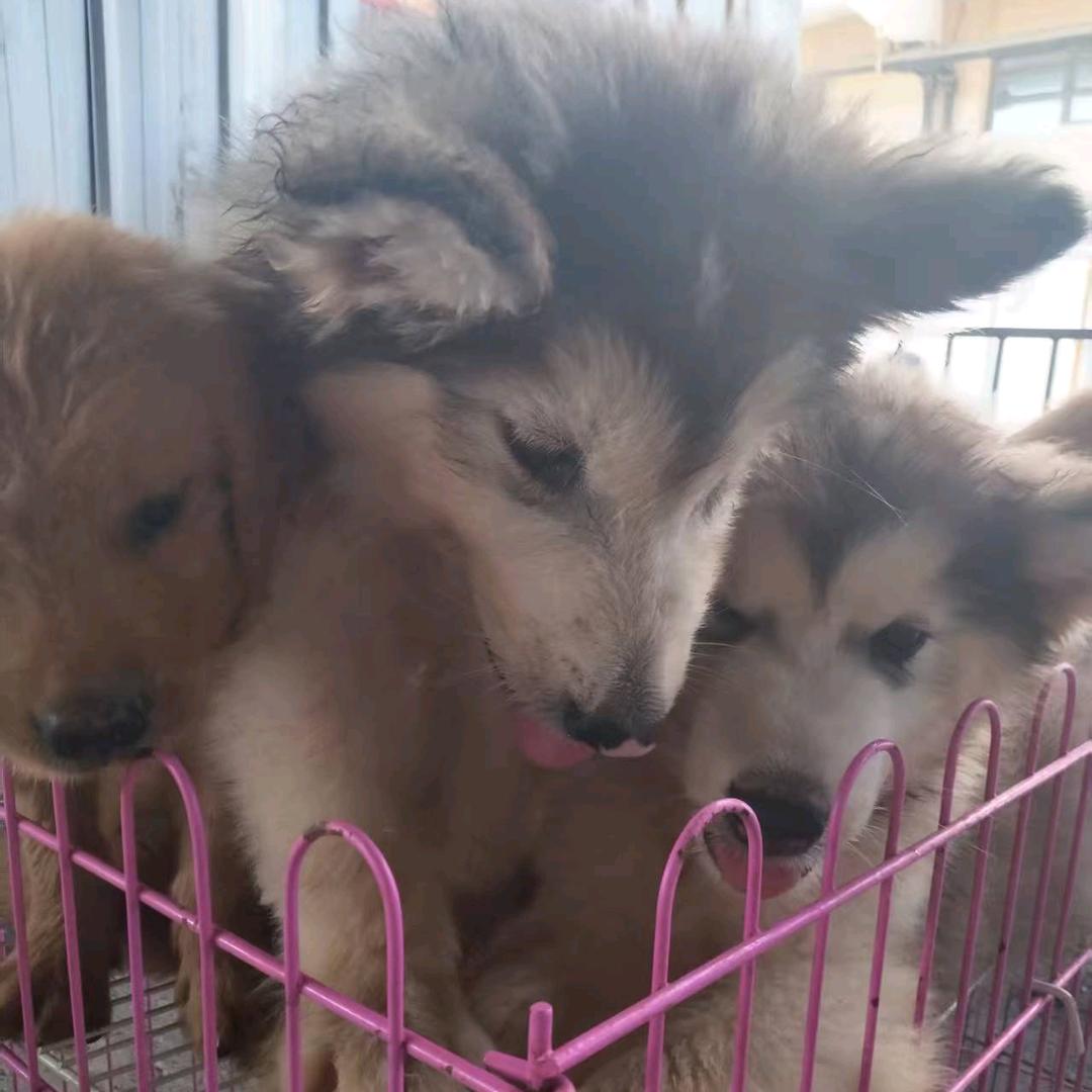 珊珊犬舍！买🐶私聊！