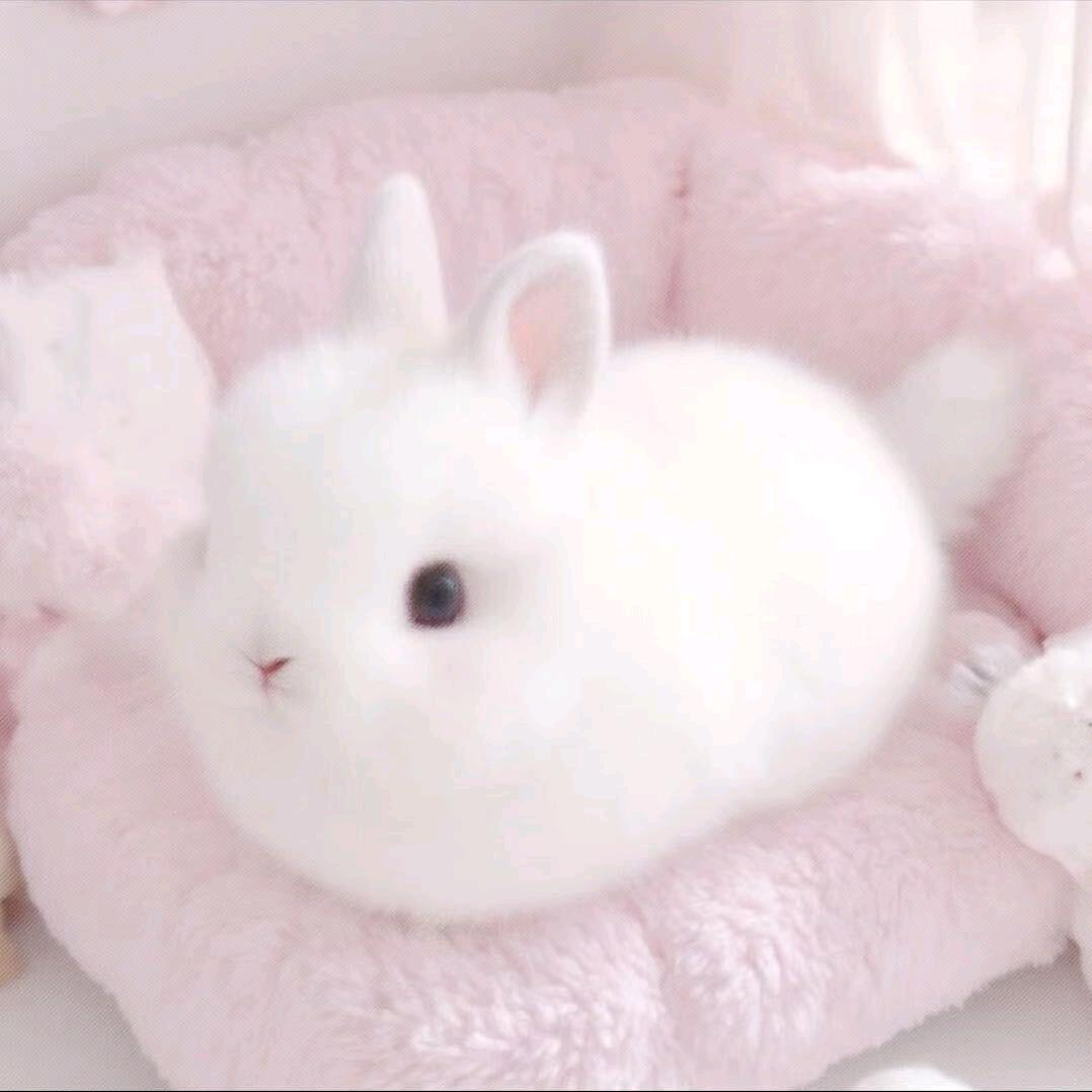 西西嘻嘻៸៸᳐>⩊<៸៸᳐