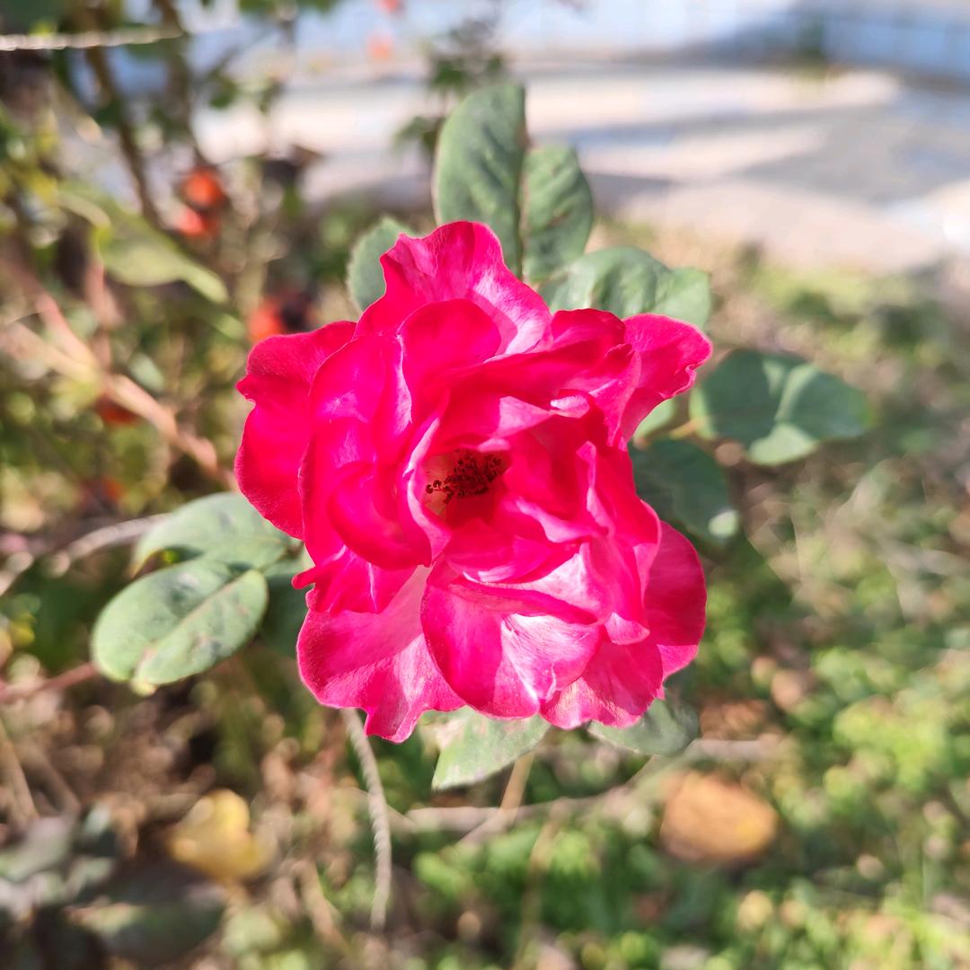 杜小余🐡🐡🐡