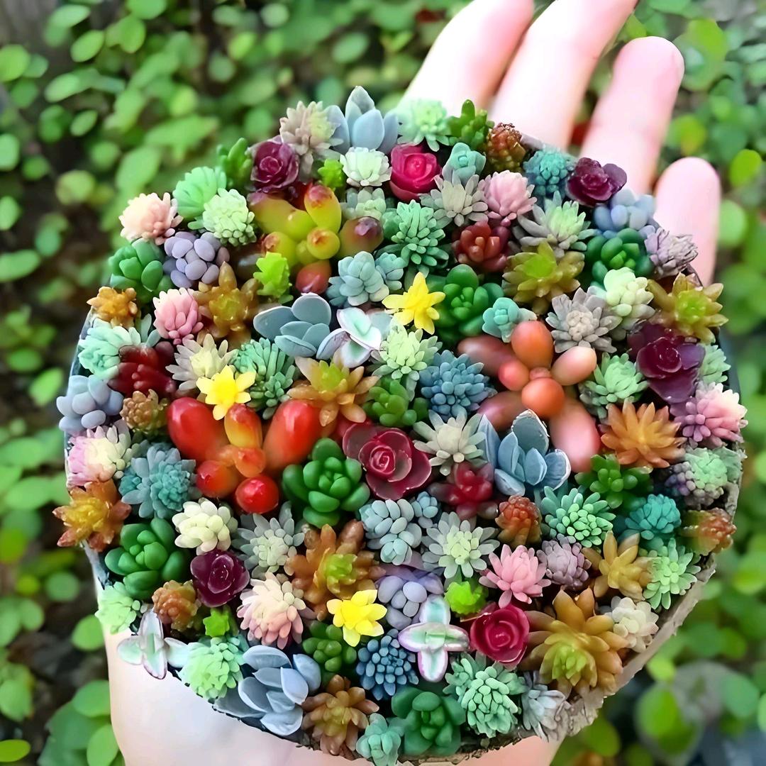 ´◡`勤劳的小花匠