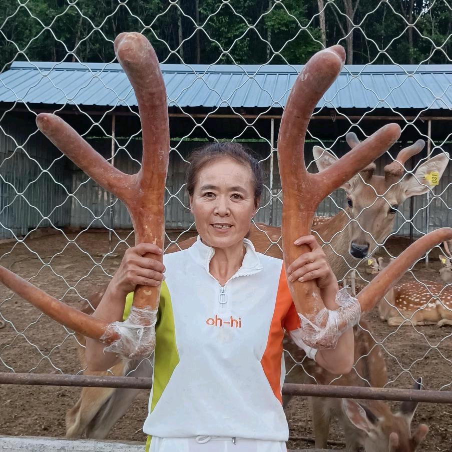 阿娟 梅花鹿养殖