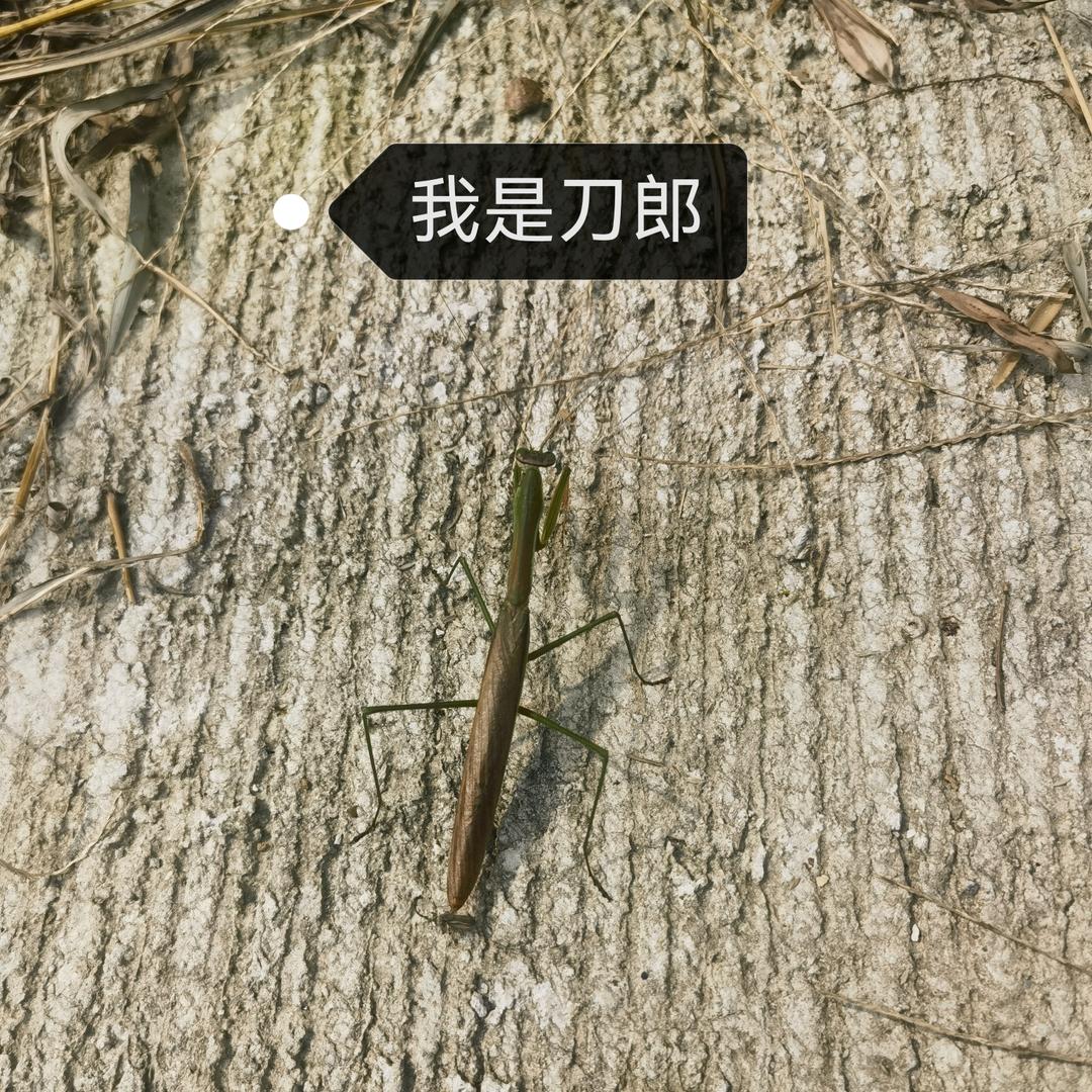 我是飞行员