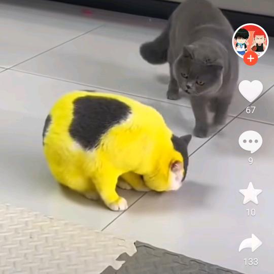 你压到我腿毛了泪目(´；ω；`)