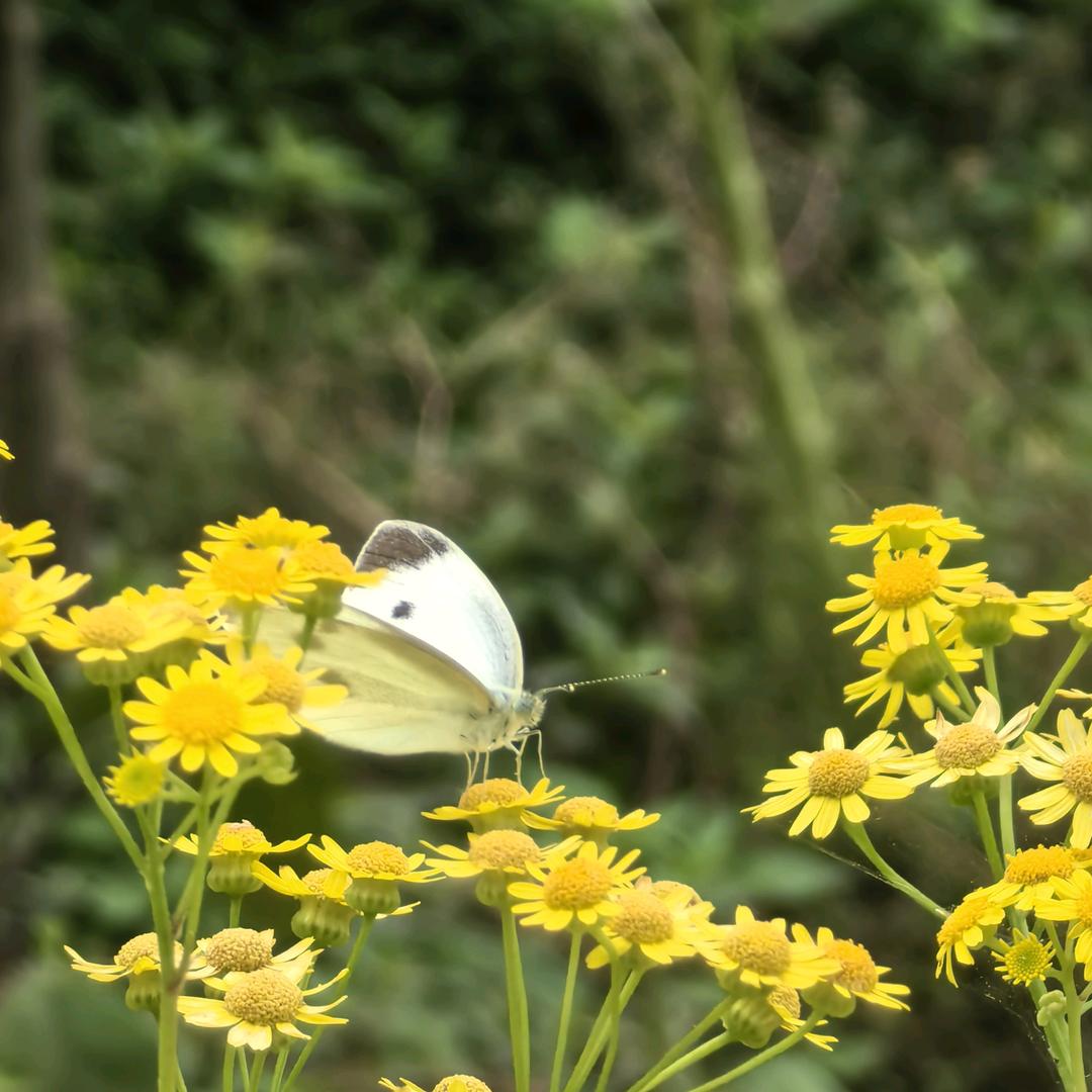 鱼呀鱼🐠🐠🐠🐠🐟