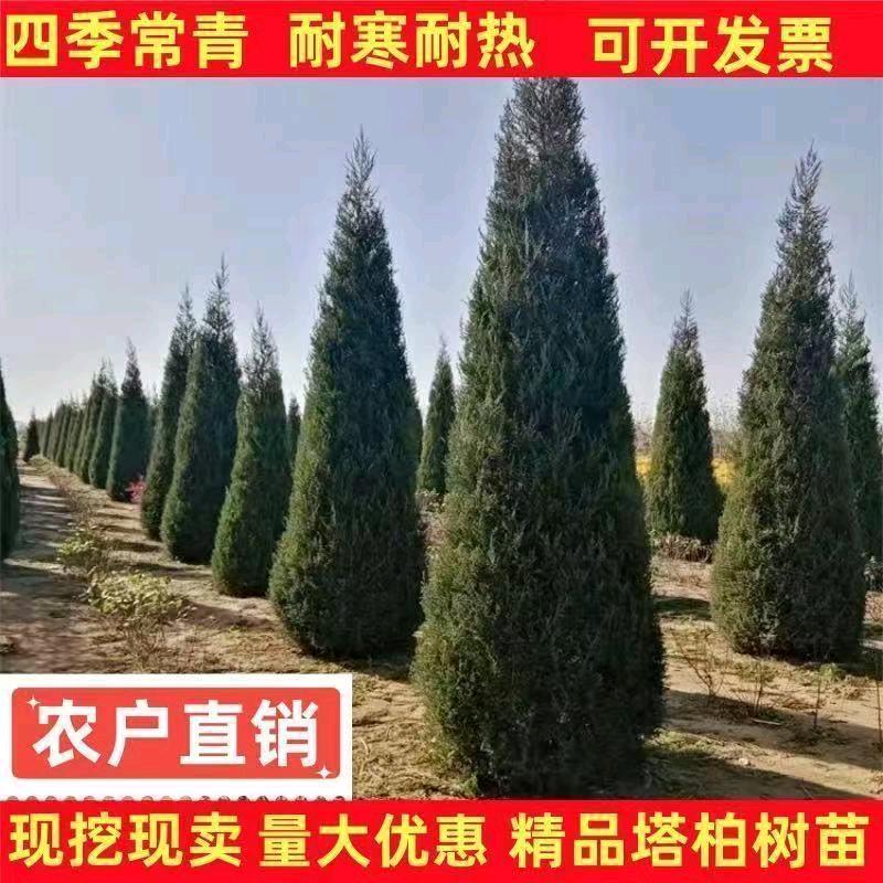 小陶苗木